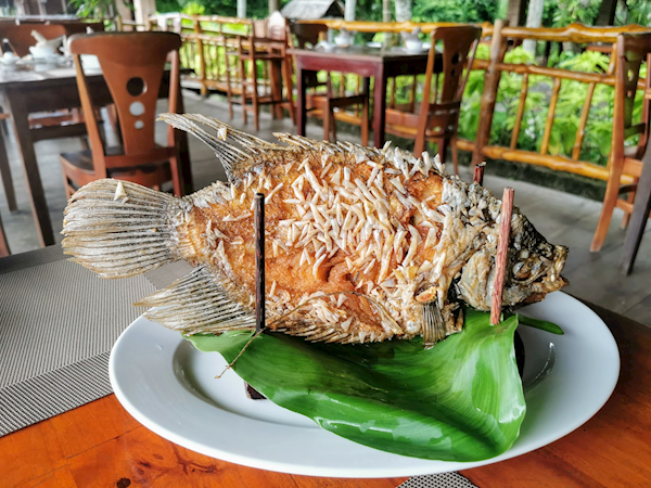 Ẩm Thực: "Vedette" Cá Tai Tượng Chiên Xù