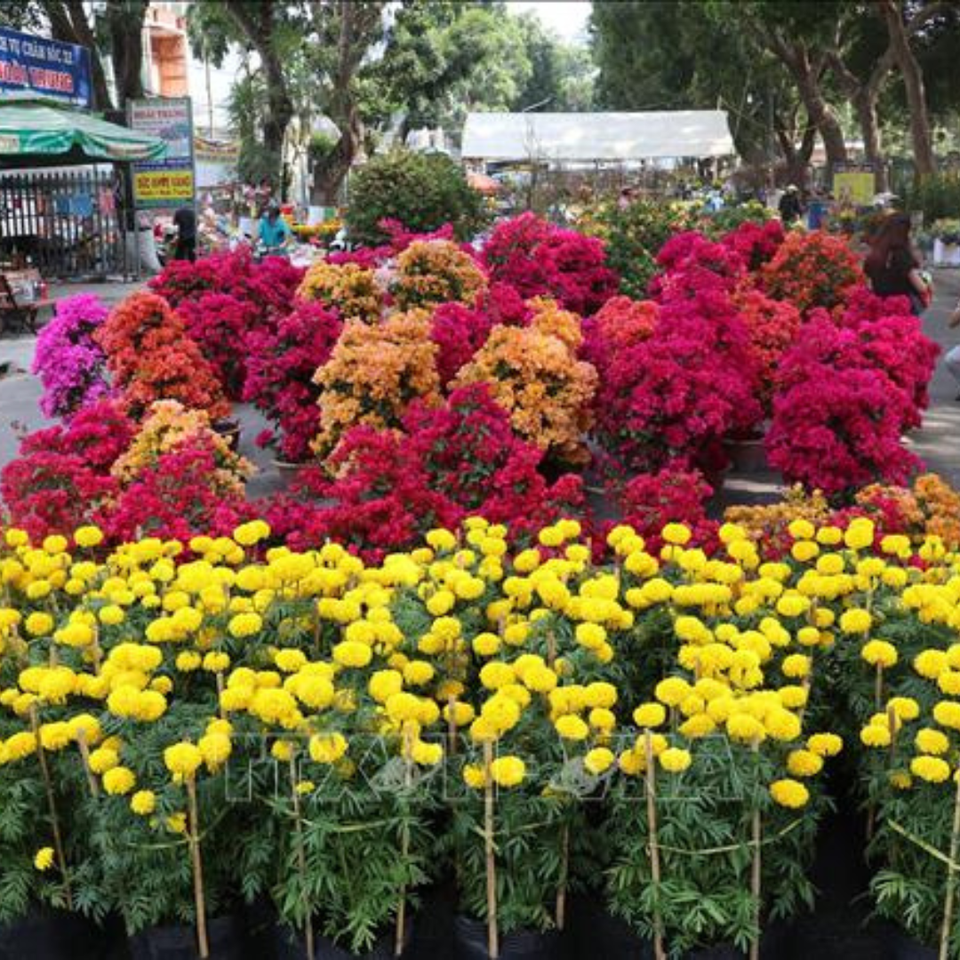 Du Lịch Cao Lãnh Cận Tết – Vẻ Đẹp Nguyên Bản Cuối Năm