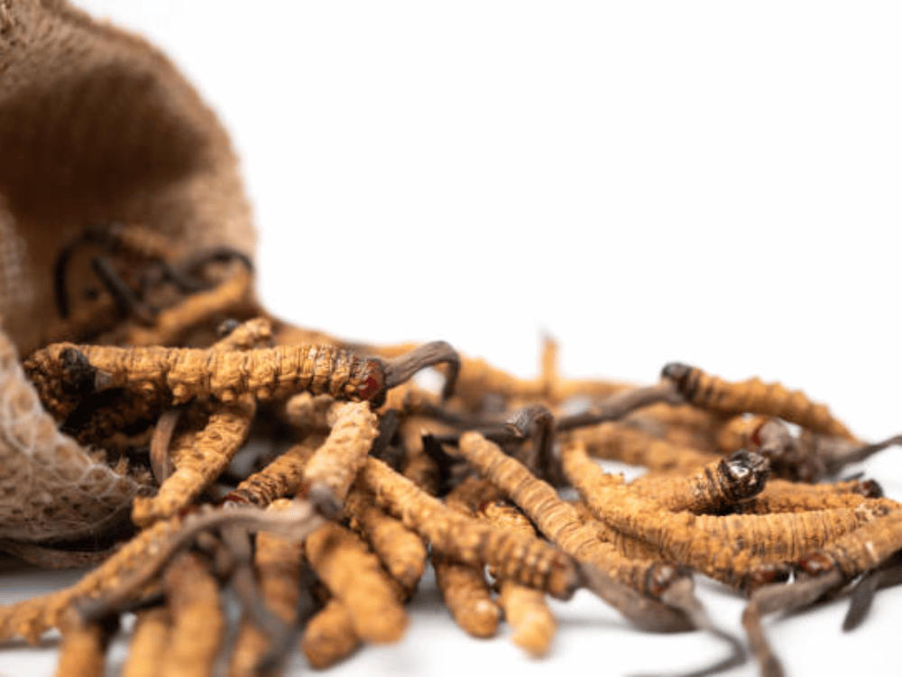 Một số lưu ý khi dùng đông trùng hạ thảo điều trị viêm xoang