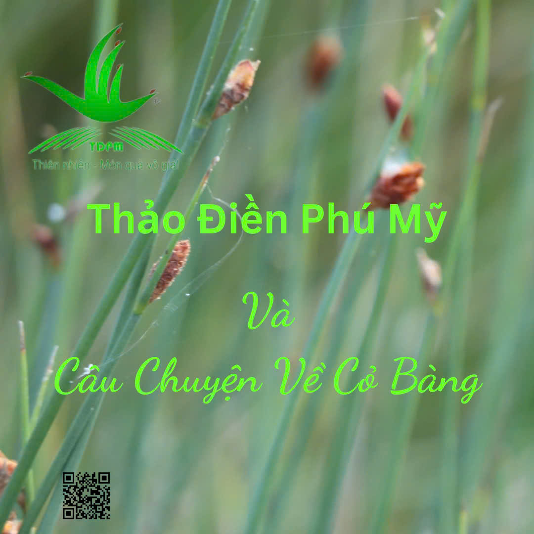 Thảo Điền Phú Mỹ Và Câu Chuyện Về Cỏ Bàng