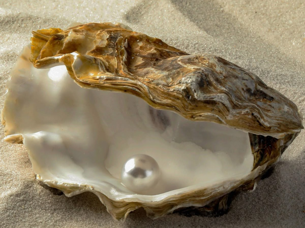 Giá trị ngọc trai phụ thuộc nhiều yếu tố, không chỉ thời gian