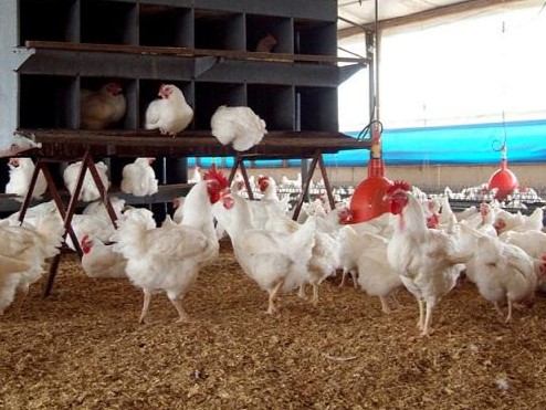 Đệm lót sinh học từ trấu là gì?