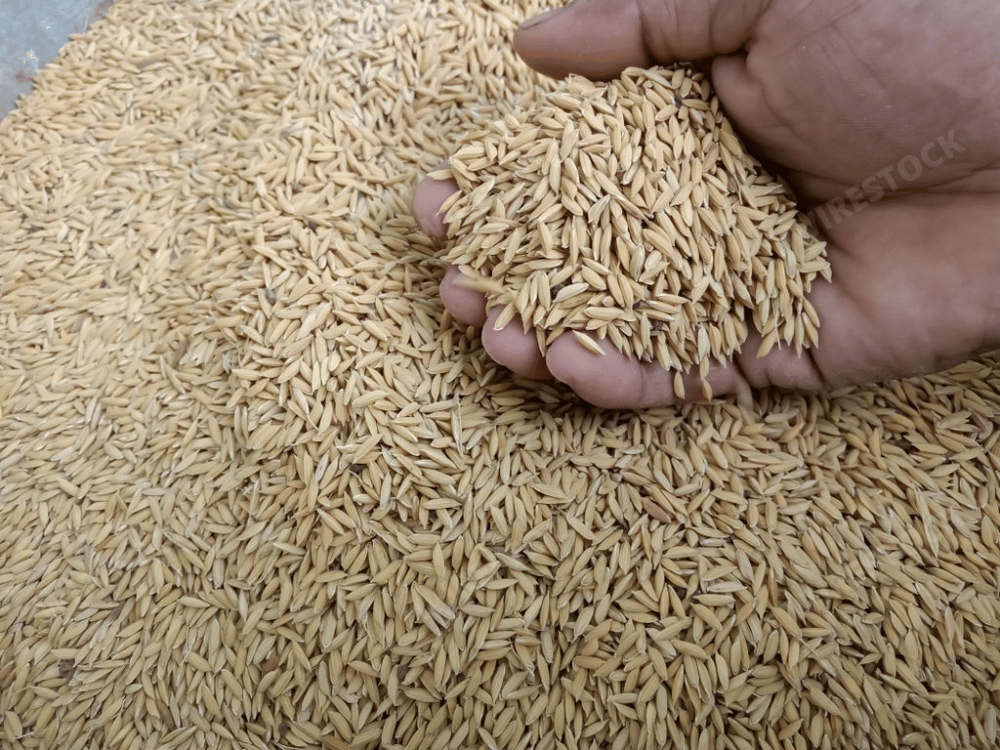 Giảm chi phí gián tiếp trong sản xuất và chăn nuôi