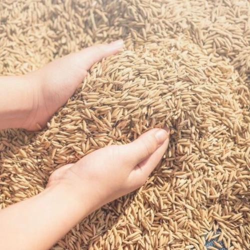 Ứng Dụng Của Trấu Trong Ngành Công Nghiệp Hiện Nay Là Gì?