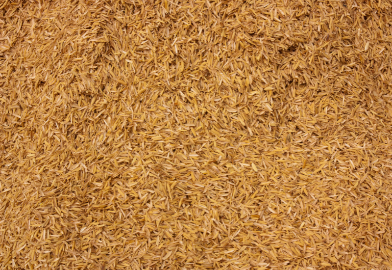 Nên dùng loại trấu nào?