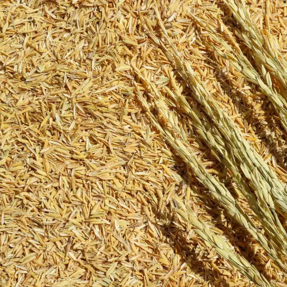 Ứng Dụng Vỏ Trấu Trong Cải Tạo Đất Và Tăng Năng Suất Cây Trồng