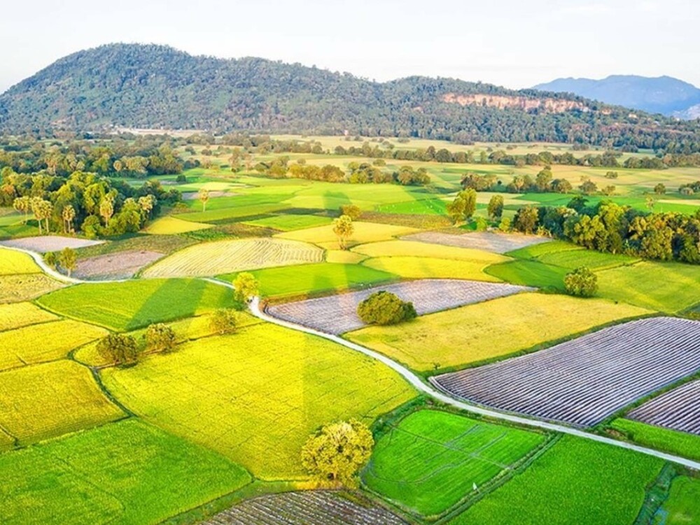 Vai trò của Đồng bằng sông Cửu Long trong nguồn cung trấu