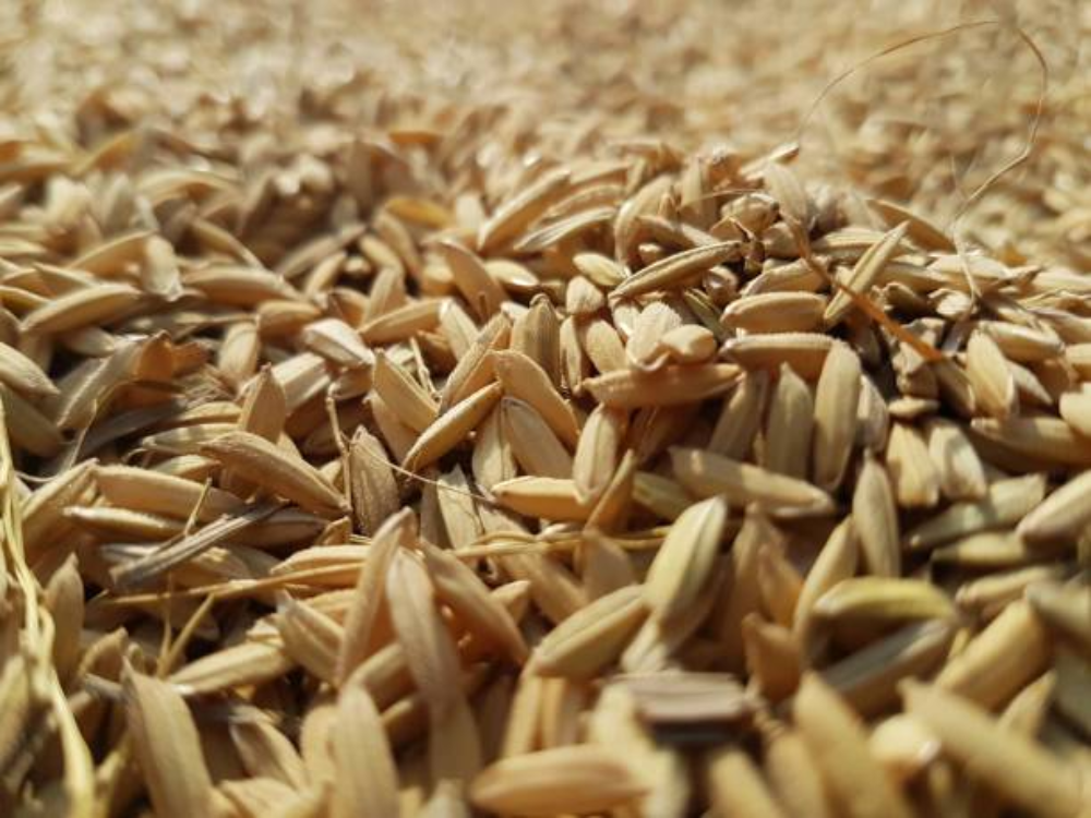 Hàm lượng tro cao nhưng vẫn duy trì nhiệt ổn định