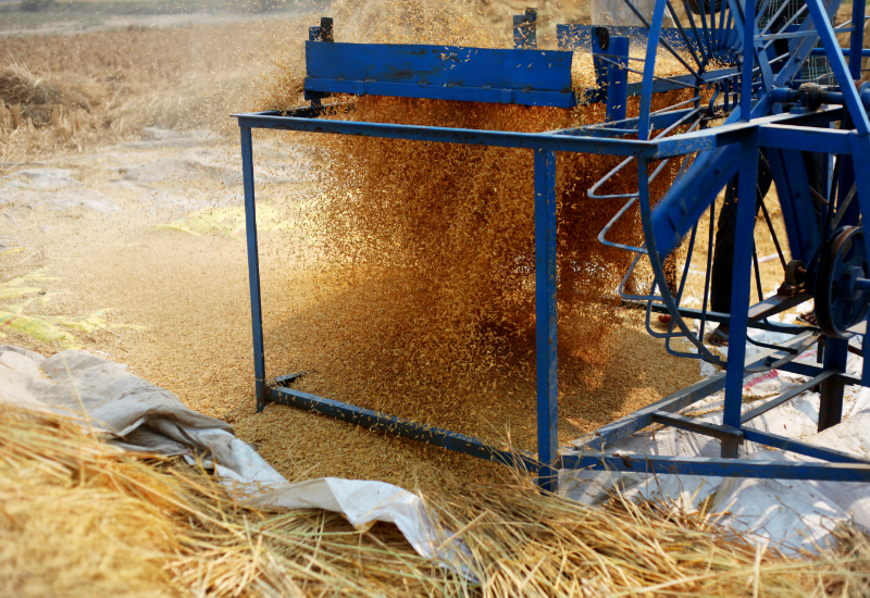 Trấu dùng để cải tạo đất trồng