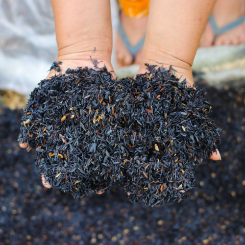 Đốt Trấu Có Gây Ô Nhiễm Môi Trường Không?