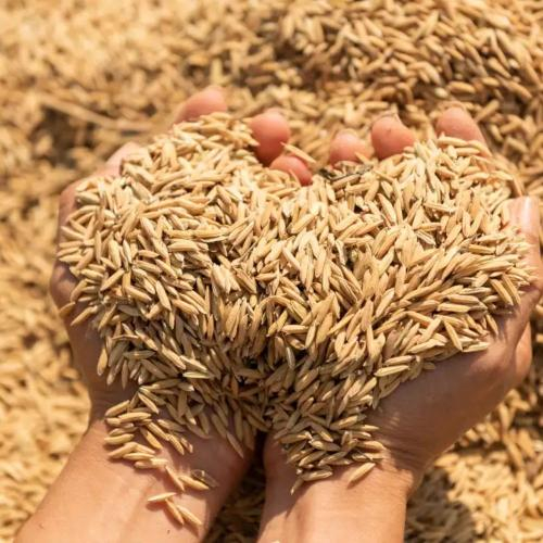 Tận Dụng Trấu Như Thế Nào Để Đạt Hiệu Quả Cao?