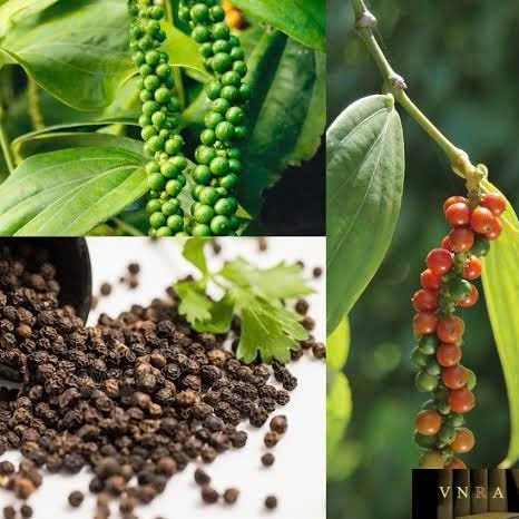 Tiêu – Gia Vị Cay Nồng Tăng Hương Vị Món Ăn