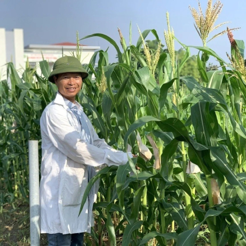 Nhà Khoa Học Tạo Giống Ngô Đột Phá, Siêu Ngọt Cho Người Tiểu Đường