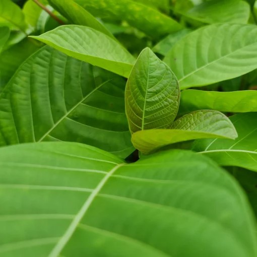 Cây Gáo Trắng Bài Thuốc Dân Gian Kỳ Diệu Nơi Góc Hè