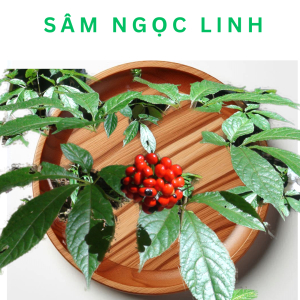 Lá Sâm Ngọc Linh Có Tốt Không? Cách Dùng Lá Sâm Ngọc Linh