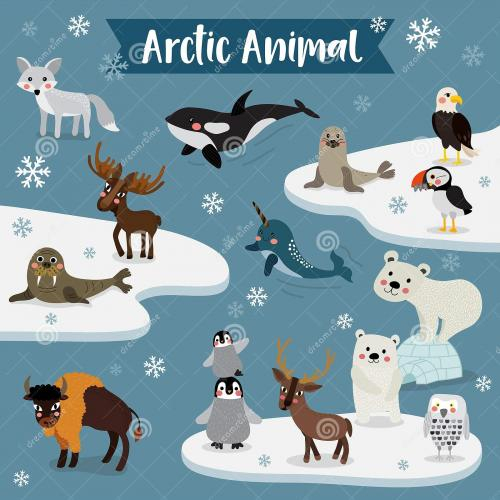 (Học tập ngoại ngữ) [Vocabulary] The arctic animals