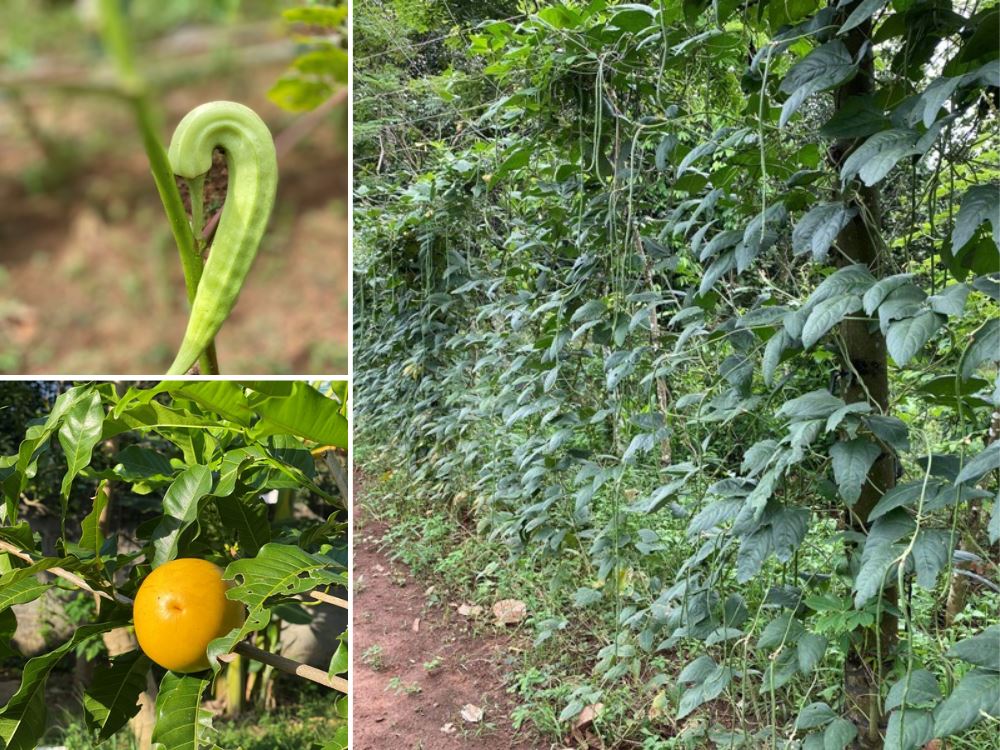 Cung cấp thực phẩm tươi sống, nguyên liệu cho các bếp ăn
