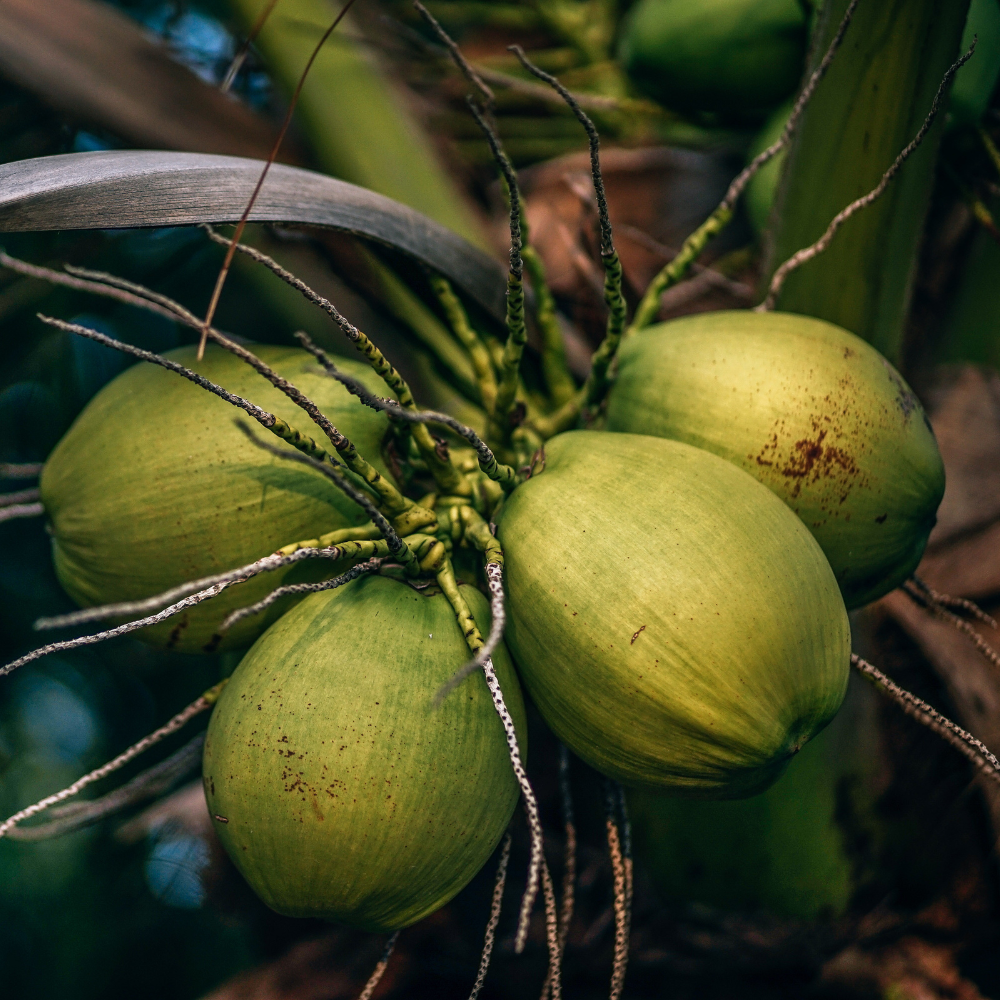 Quả Dừa Giá Trị Nhất Ở Phần Nào?