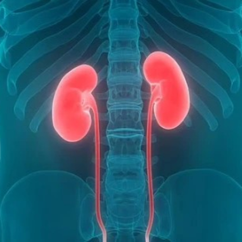 Thói Quen Giúp Thận Luôn Được Khỏe Mạnh