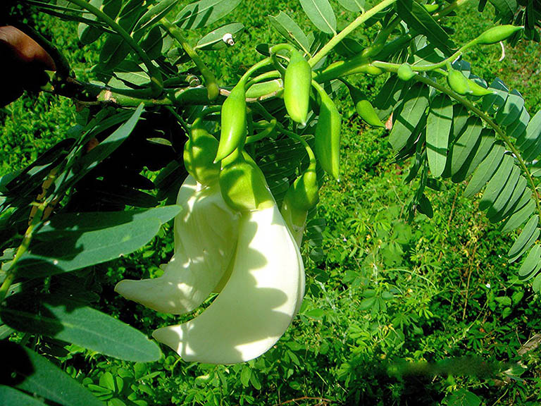 Loài hoa báo hiệu mùa mưa về