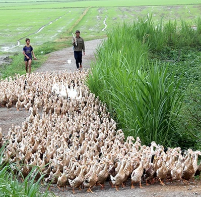 Vịt Chạy Đồng: Khi Nỗi Nhớ Miền Tây Xưa Bắt Đầu Từ Tiếng