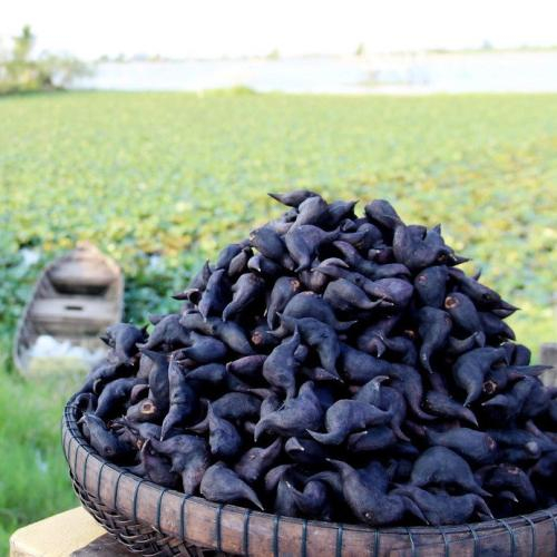 Củ Ấu Lai Vung: "Sừng Trâu" Đen Nhẻm Gói Trọn Ký Ức Một Thời Thương Nhớ