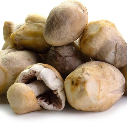 Nấm Rơm – Thực Phẩm Vàng Cho Sức Khỏe Mỗi Ngày