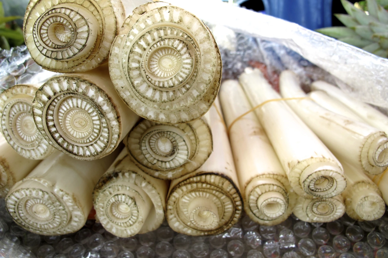 Tác dụng không ngờ được từ Thân Chuối