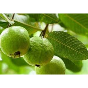 Có thể kết hợp với những món nào?