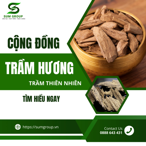 Cộng Đông Trầm Hương Thiên Nhiên