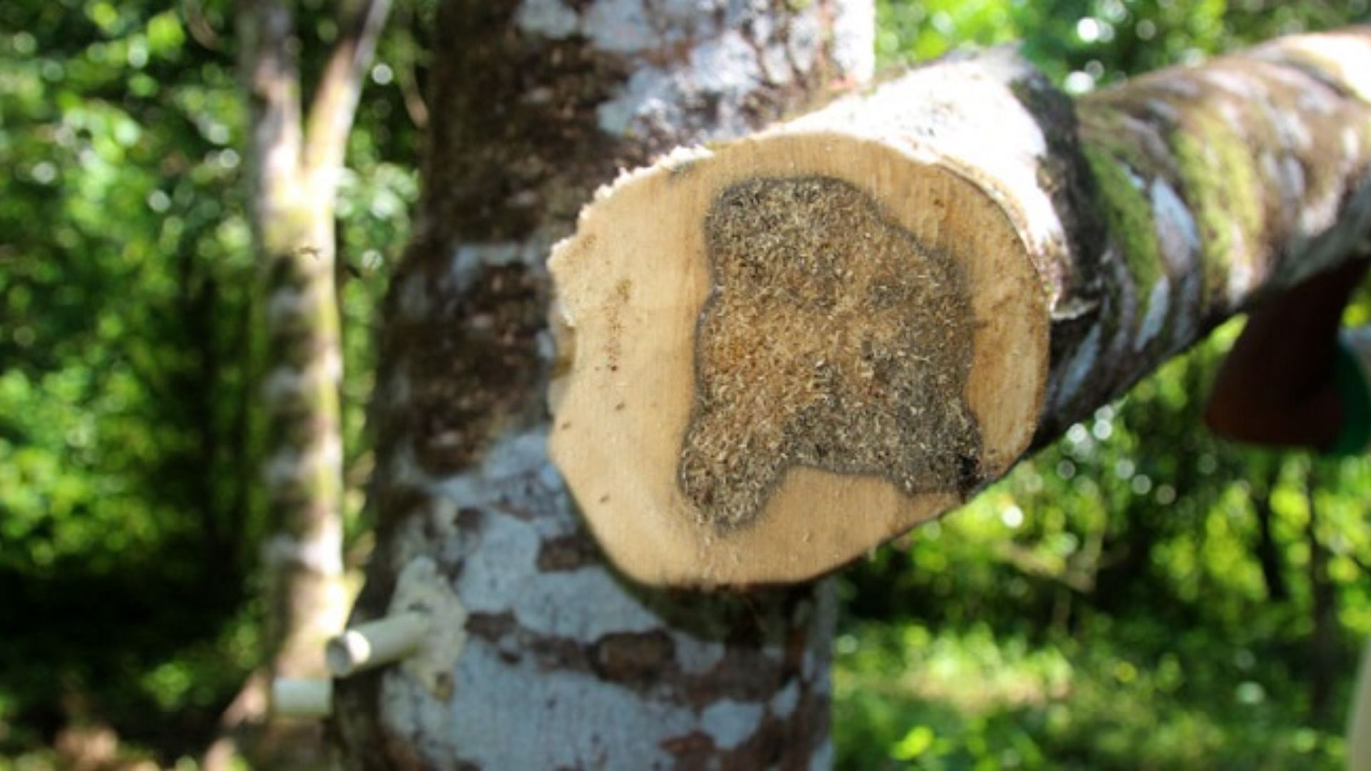 5. Trầm nhân tạo – Công nghệ “nuôi” hương