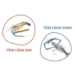 Cách phân biệt tôm càng sen và tôm càng xanh