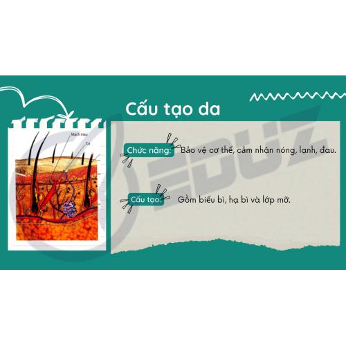 2. Da – Lớp bảo vệ và cảm giác của cơ thể: