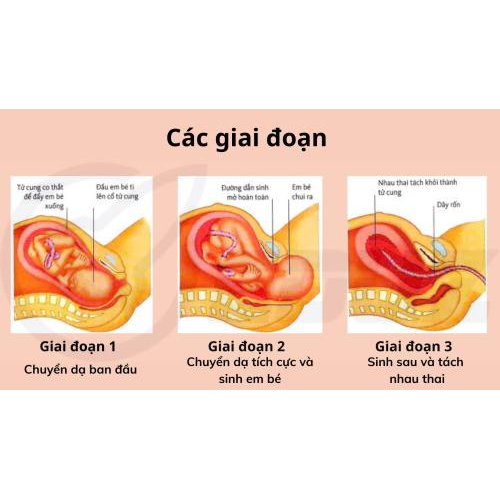 2. Các giai đoạn