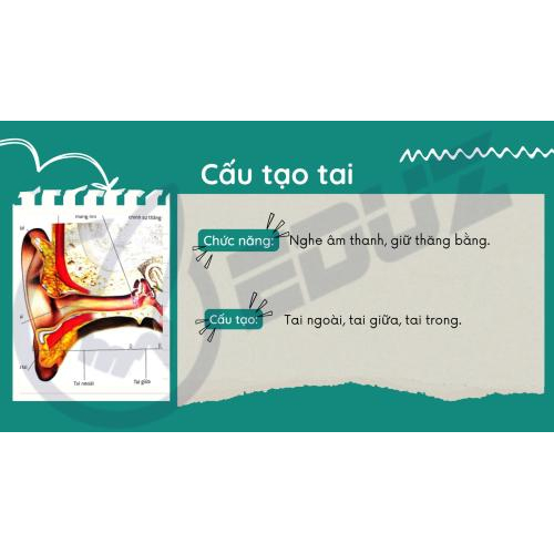 4. Tai – Cơ quan thính giác và thăng bằng: