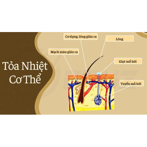 5/ Cách Cơ Thể Tỏa Nhiệt