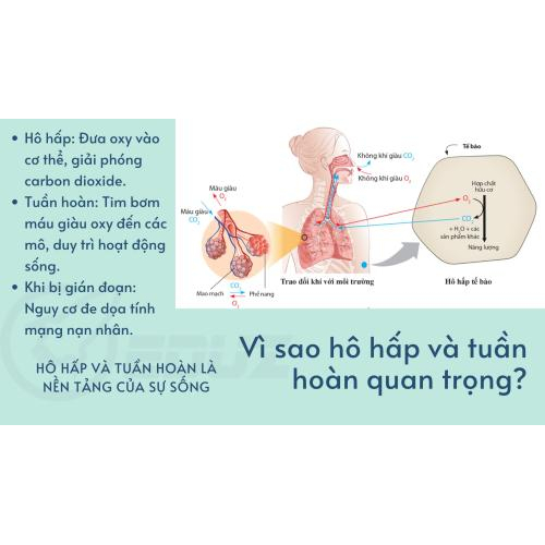 1. Vì sao hô hấp và tuần hoàn quan trọng?