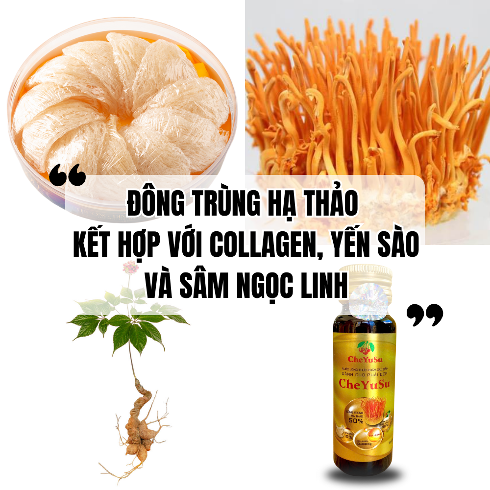 Đông Trùng Hạ Thảo Kết Hợp Với Collagen, Yến Sào Và Sâm Ngọc Linh