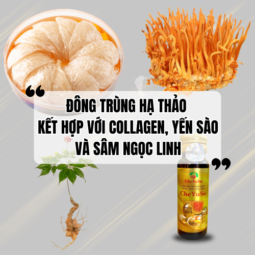 Đông Trùng Hạ Thảo Kết Hợp Với Collagen, Yến Sào Và Sâm Ngọc Linh