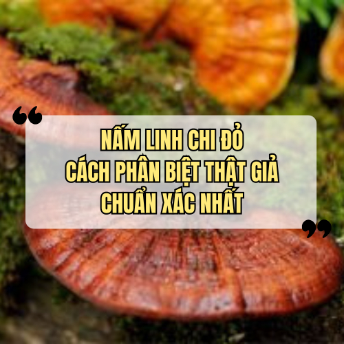 Nấm Linh Chi Đỏ: Cách Phân Biệt Thật Giả Chuẩn Xác Nhất