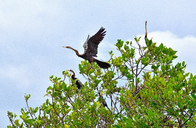 2. Tham quan Vườn Cò