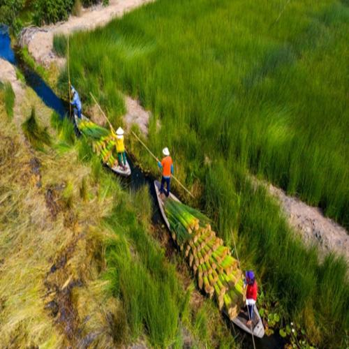 Nghề Đan Cỏ Bàng Ở Phú Mỹ, Huyện Giang Thành (Kiên Giang)